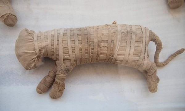 Khám phá các xác ướp động vật hơn 1.000 năm tuổi