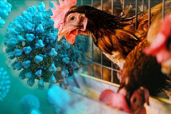 Dịch cúm gia cầm có nguy cơ lây nhiễm sang người?