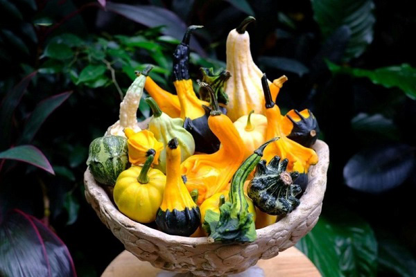 Bí ngô xấu xí được săn lùng cho mùa Halloween sắp tới