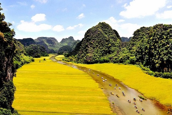 Tháng 6 – Tháng của Tam Cốc khoác áo vàng mùa lúa chín