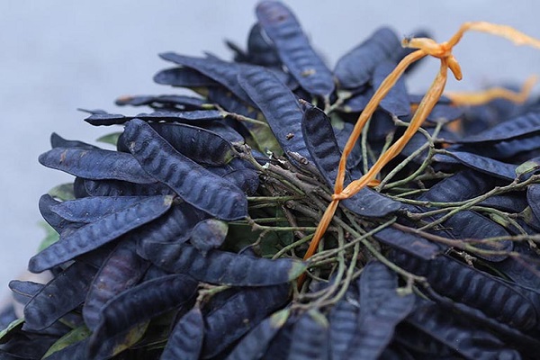 Bồ kết – kết tinh của nhiều giá trị trong cuộc sống của phụ nữ Việt