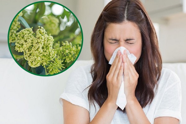 Mách bạn đi qua những ngày dị ứng hoa sữa