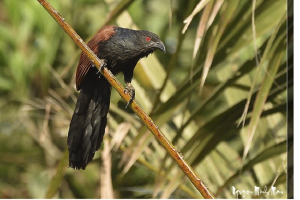 “Quê hương là gì hở mẹ?” (kỳ 10) – Bìm bịp: Khắc khoải tiếng kêu thương