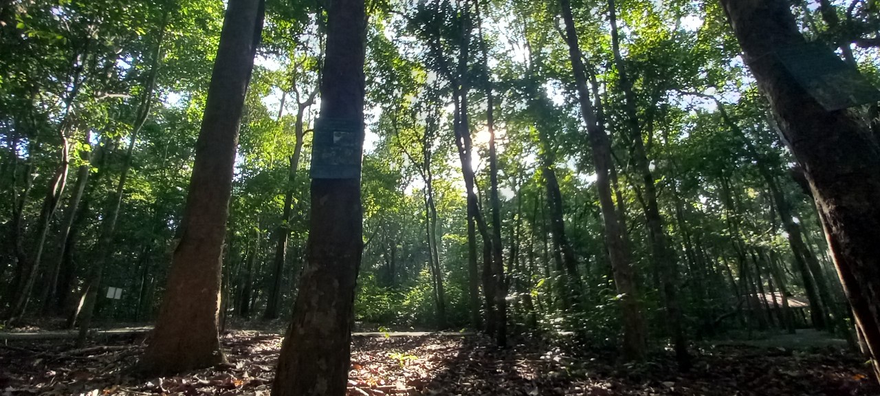 Một chậu cây – một nhịp thở giữa đô thị