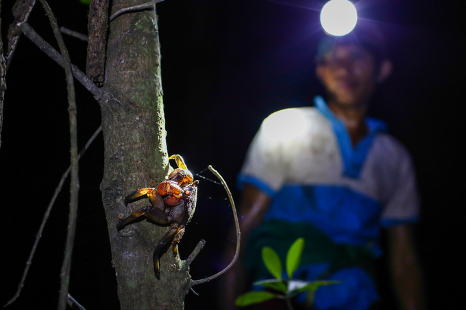 Cơ cực nghề bắt ba khía ở Cần Giờ