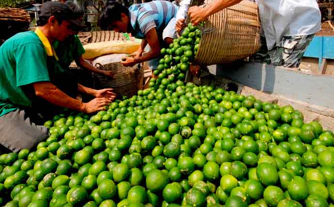 Miền Tây: 3000 đồng/kg chanh mà còn sợ không có người mua
