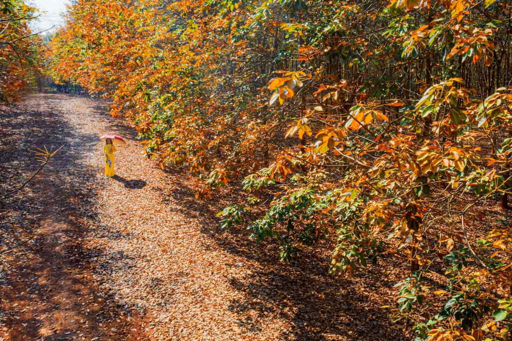 Mê mẩn rừng cao su thay lá đẹp như mùa thu trên phim Hàn