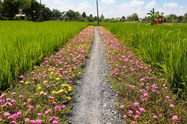 Kéo khách du lịch về thôn quê