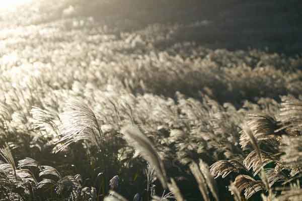 Biên thùy mùa lau trắng