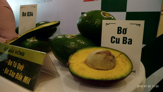 Bơ sẽ là “cây tỉ đô” mới của Tây Nguyên?