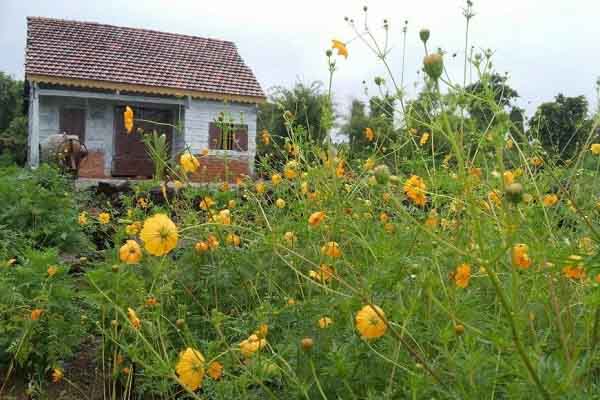 Bỏ phố về rừng – giấc mơ có thực tế cho những lựa chọn?