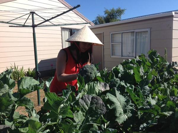 Khu vườn của mẹ Việt ở New Zealand rau quả mơn mởn