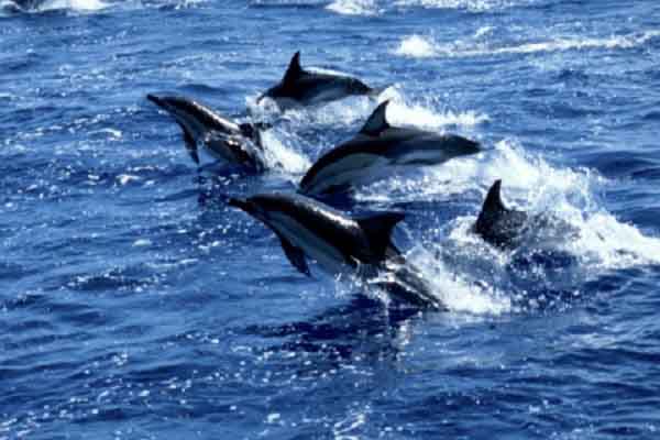 Vì sao cá heo thích cứu người?