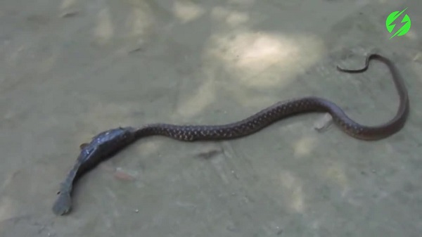 Lạ lùng cảnh cá chống lại rắn lớn định nuốt chửng mình