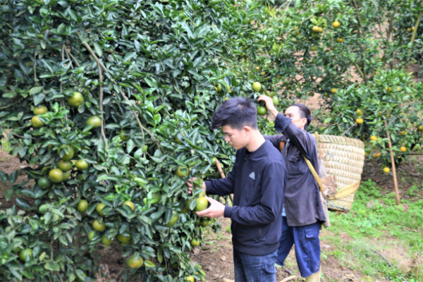 Tuyên Quang phá bỏ hàng trăm héc ta cam vì rớt giá