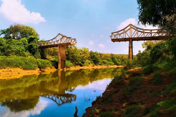 Độc lạ cây ‘cầu gãy’ tại Bình Dương