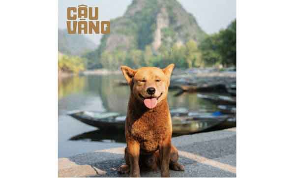 Cậu Vàng bị tẩy chay ở các rạp, bài học cho các nhà làm phim Việt