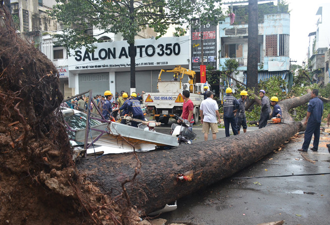 Người dân Sài Gòn không nên đứng dưới cây xanh khi có mưa to