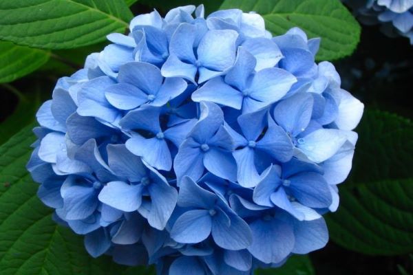 10 loại cây cảnh có độc, nên để xa tầm tay trẻ em