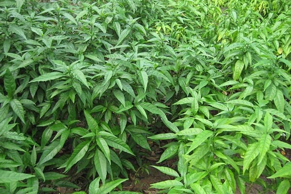 Công dụng chữa bệnh của cây hoàn ngọc