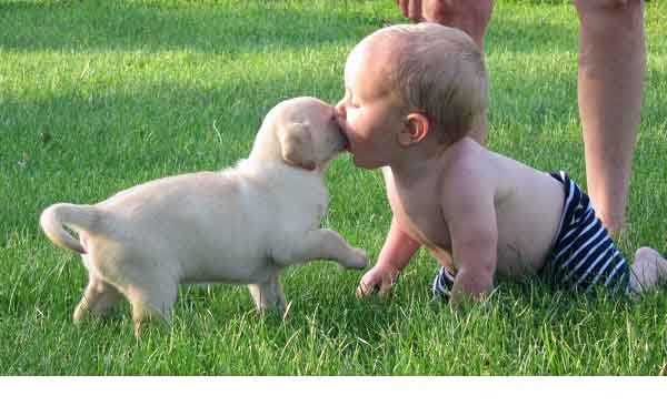 Nhà có vật nuôi, cha mẹ cần dạy con cách tự vệ an toàn