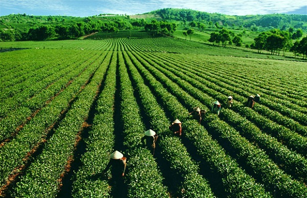 Chuyện cây chè xứ Bảo Lộc