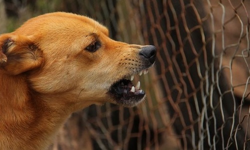 Bệnh nhân bị chó cắn, chết dần chết mòn làm bác sĩ cảm thấy bất lực