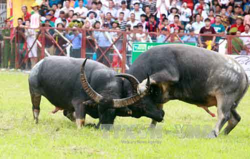 Lễ hội chọi trâu  – Đậm chất văn hóa dân gian