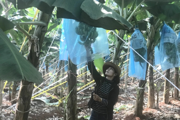 Nông nghiệp công nghệ cao mang về trái ngọt cho nhà đầu tư