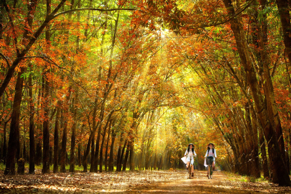 Đẹp nao lòng mùa cao su thay lá 