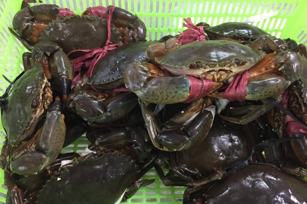 Cà Mau kỳ vọng “Ngày hội cua Năm Căn” sẽ thu hút nhiều khách du lịch