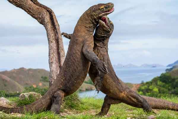 Khám phá đảo Komodo – vùng đất của những con rồng