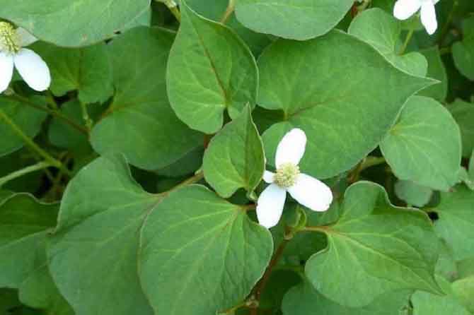 6 loại cây trị ho cho trẻ cực hay nên trồng ngay trong nhà