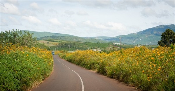 Hướng tới Festival Hoa Đà Lạt 2017 – Dã Quỳ đâu chỉ có ở Đà Lạt
