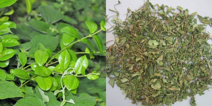 Có nên mua dây thìa canh để đun sắc uống trị tiểu đường?