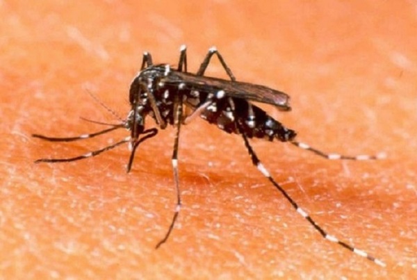 Singapore báo động bùng phát dịch sốt xuất huyết
