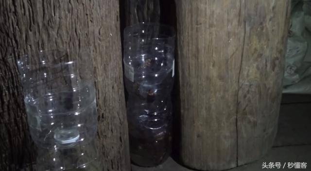 Học cách diệt gián của người Thái