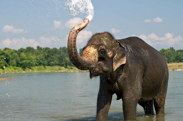 Cách những động vật thích nghi với biến đổi khí hậu