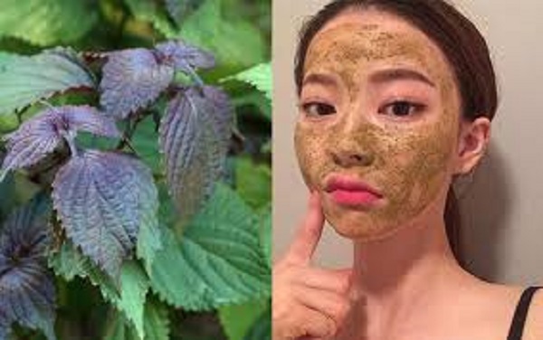 Bất ngờ với công dụng hiệu quả của lá tía tô trong việc trị mụn, làm đẹp da