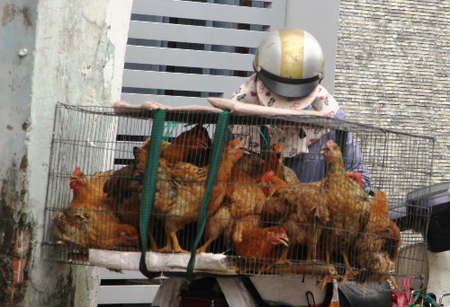 Nhiều tiểu thương chở gà sống tới tận nhà dân để bán