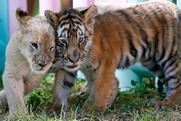 Có phải tất cả các loài động vật đều trải qua ‘thời thơ ấu’ như con người?