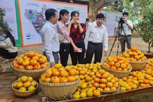 Nhà vườn ĐBSCL phấn khởi vì nhiều loại trái cây Tết tăng giá