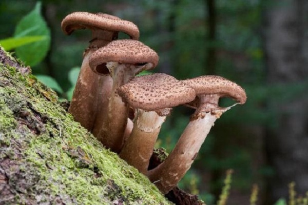 Giới khoa học tìm hiểu cơ chế giúp nấm trường thọ, không bị ung thư