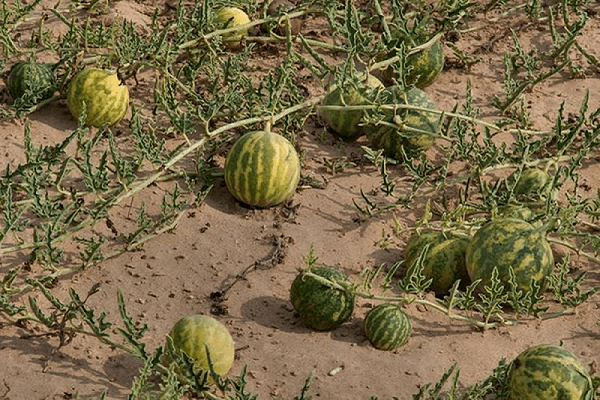 Loại dưa hấu kỳ lạ mọc đầy sa mạc nhưng không một ai dám ăn hay động vào
