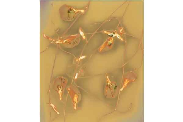 ‘Bất tử – Tái sinh’ in nắng trên giấy ảnh đen trắng độc, lạ của Phạm Tuấn Ngọc