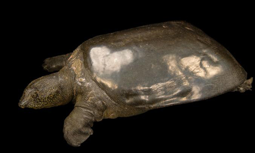 Trung Quốc muốn nhân giống rùa Hoàn Kiếm