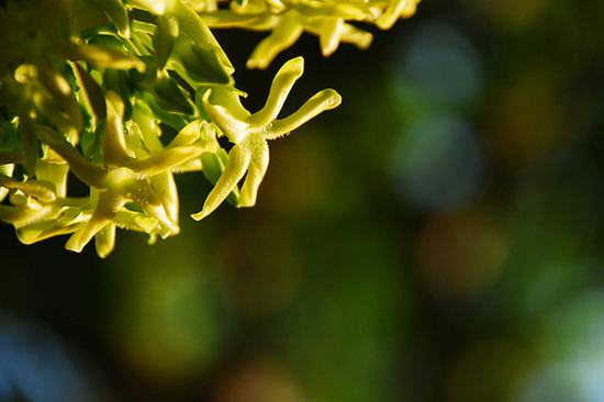 Quê hương là gì hở mẹ? Kỳ 33: Giàn hoa thiên lý