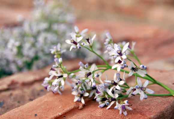 Quê hương là gì hở mẹ? Kỳ 27: Hoa xoan