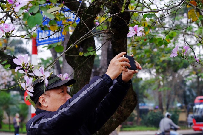 Không cần lên Tây Bắc, ở Hà Nội cũng có hoa ban