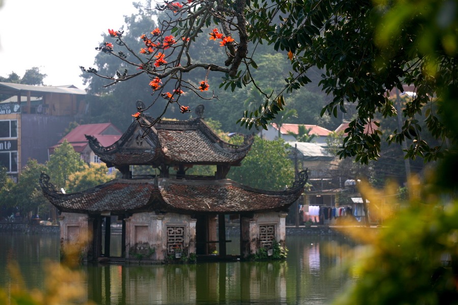 Quê hương là gì hở mẹ? Kỳ 70: Nỗi niềm hoa gạo tháng ba